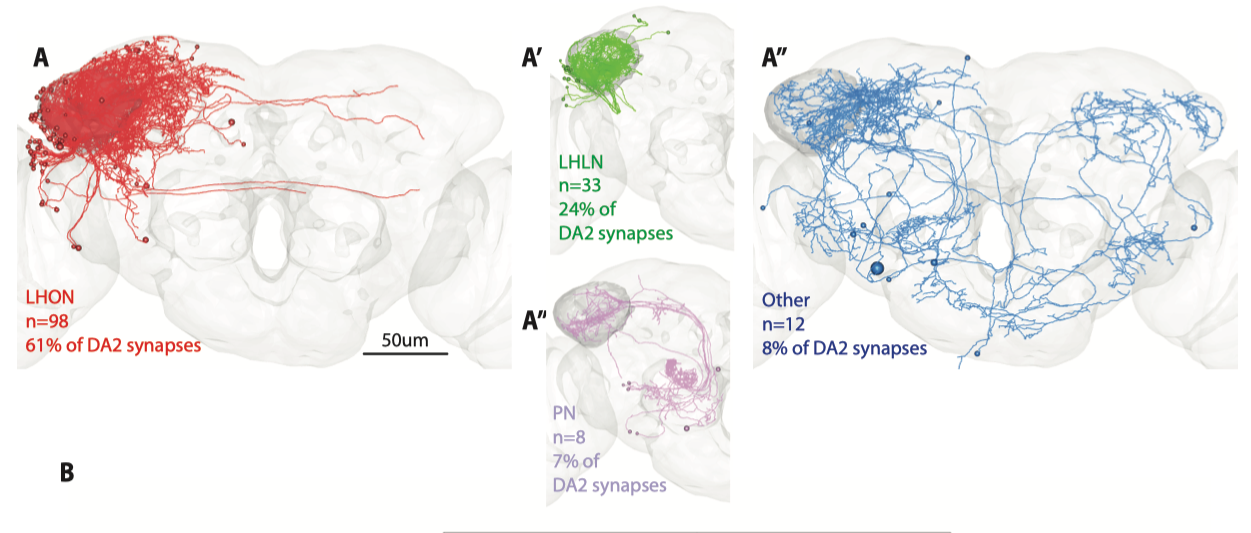 DA2 Downstream Neurons